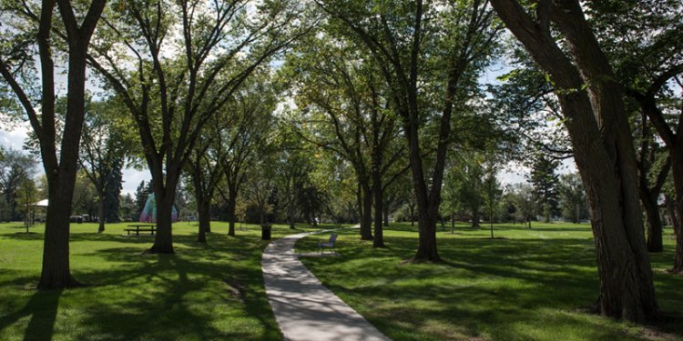 canopy of trees in park
