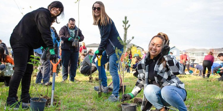 volunteers in field planting trees