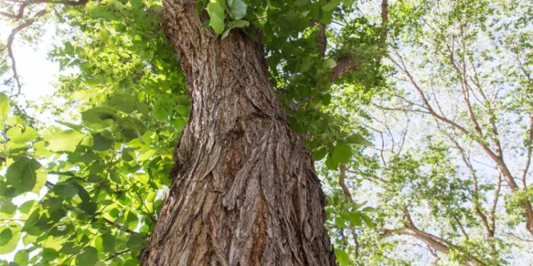 elm tree