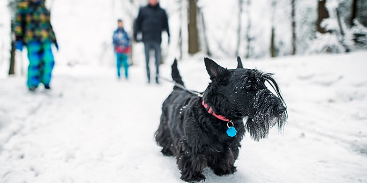 Dog outside in Winter