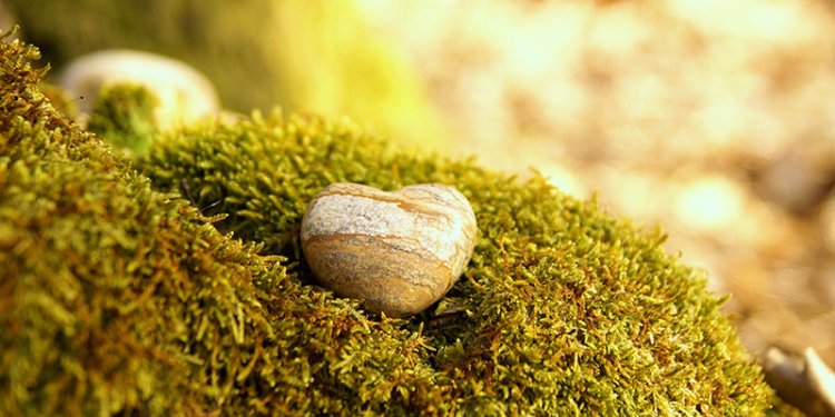 green foliage on ground