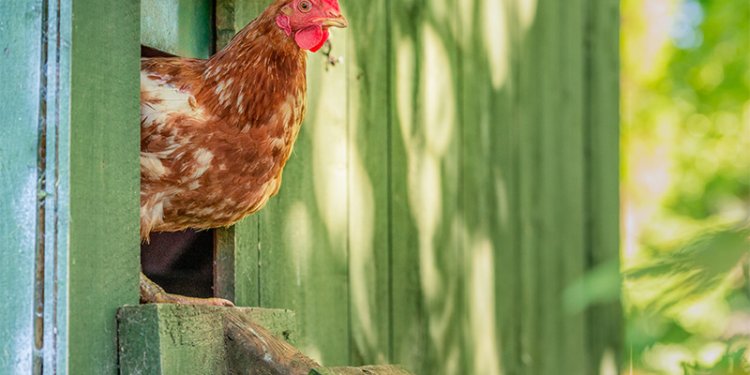 Hen in a coop