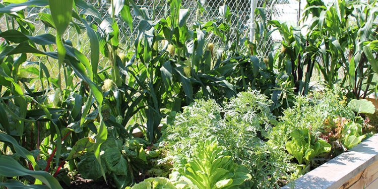 Community Garden