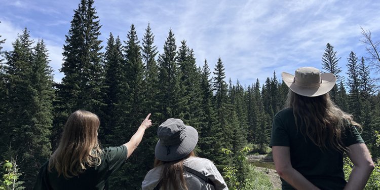 people standing in forest