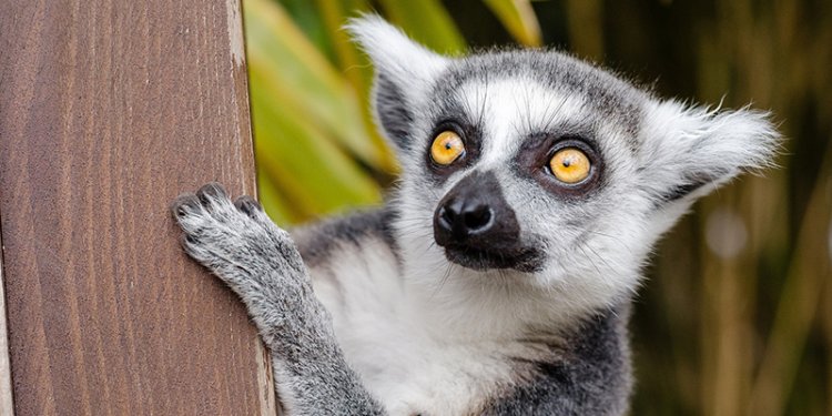 lemur on tree trunk