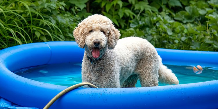 dog in kiddie pool