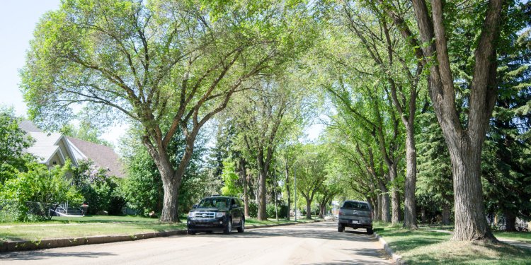 tree canopy on road