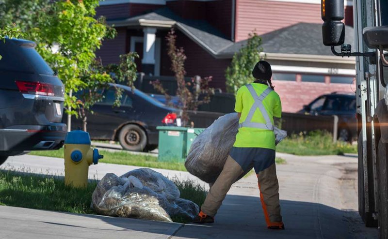 collector taking up clear plastic garbage bags with dried yard waste