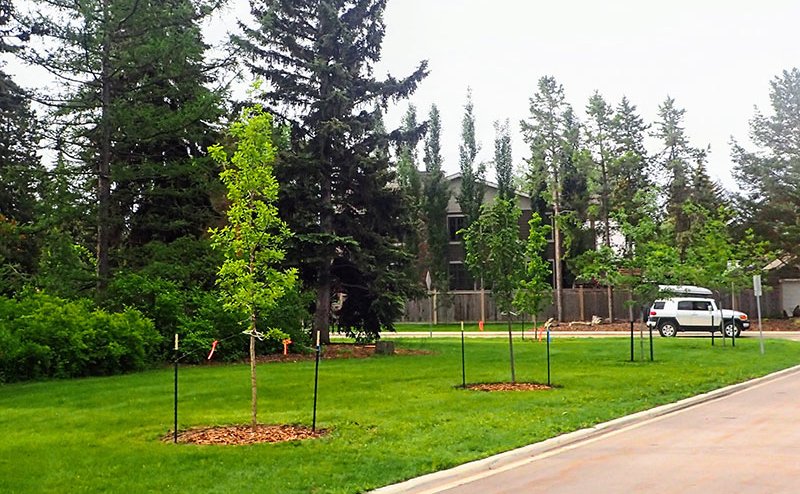 Newly planted trees along a city road.