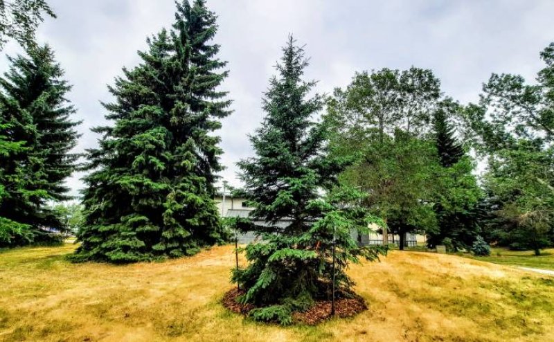 Successful tree donation planting