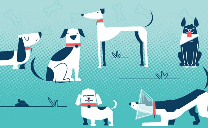 different species of dogs on a blue background