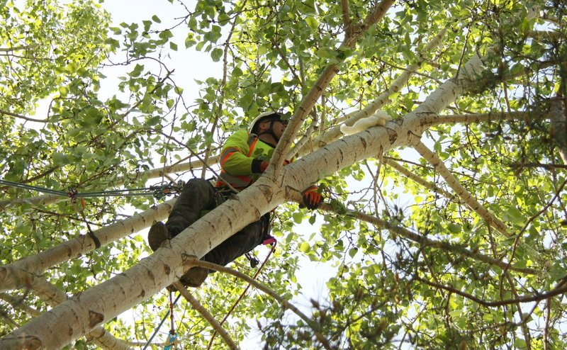 worker in top of tree