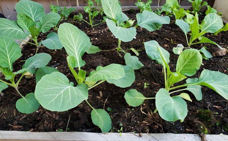 baby Pak choy in soil