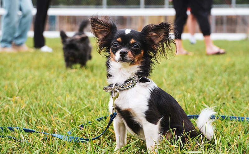 small dog in grass at park