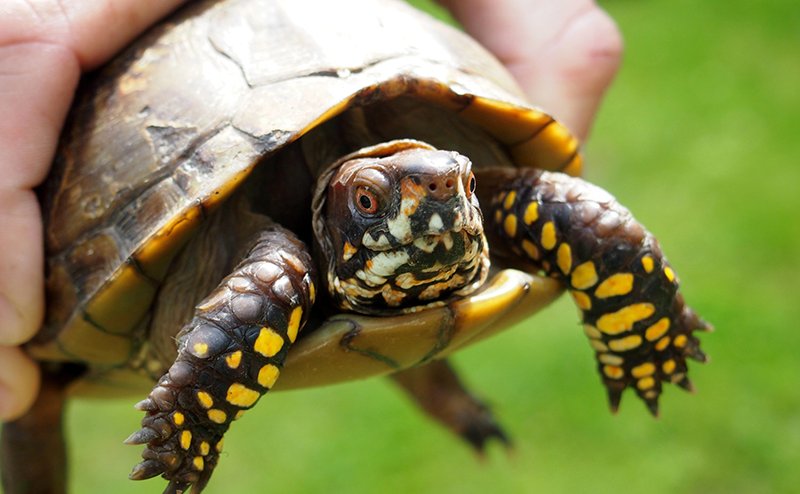 Photo of a small turtle held in a person's hand.