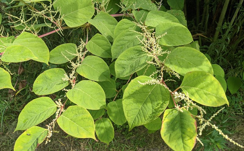 green tear drop leaves with fuzzy seeds on main stem