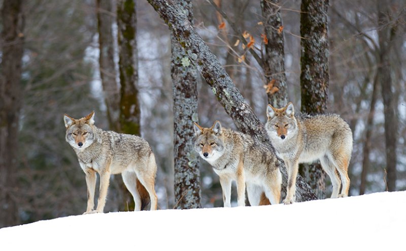 coyotes in snow