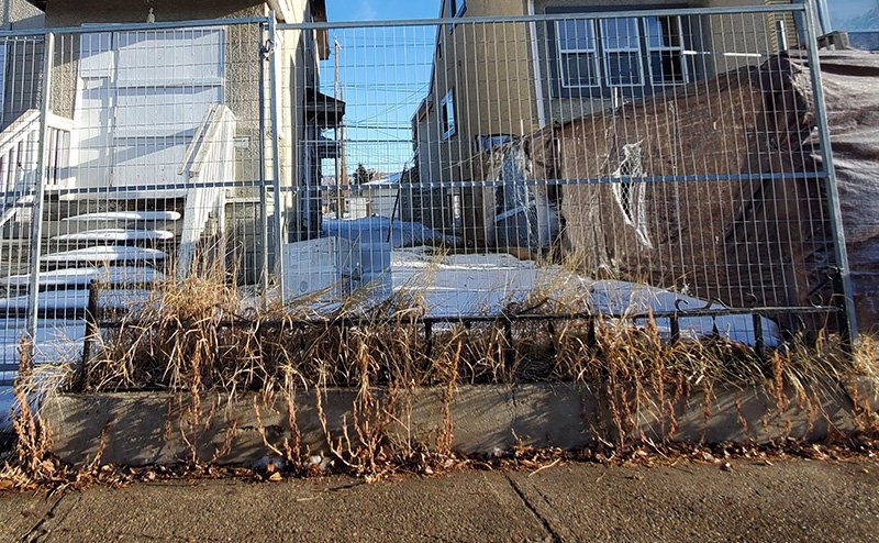 Weeds in front of property