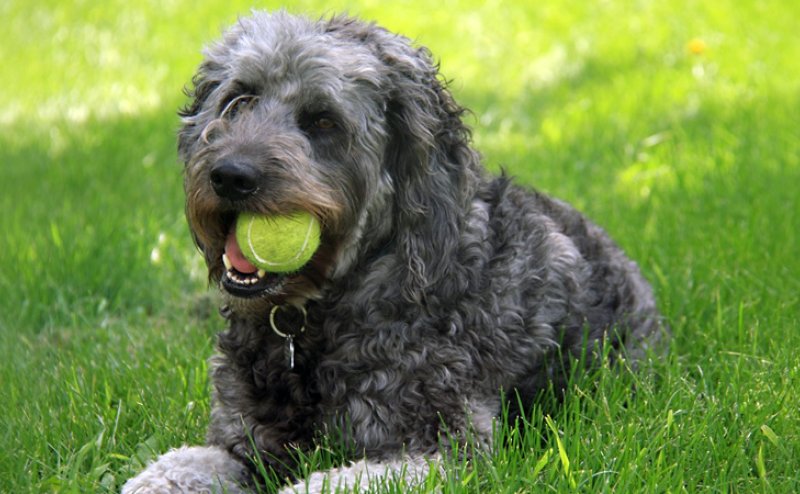 dog with ball in mouth