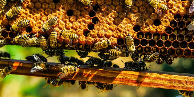 Several bees on and around a honeycomb.