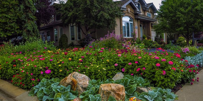 A lush green flower garden with pink flowers in a yard, near a house.