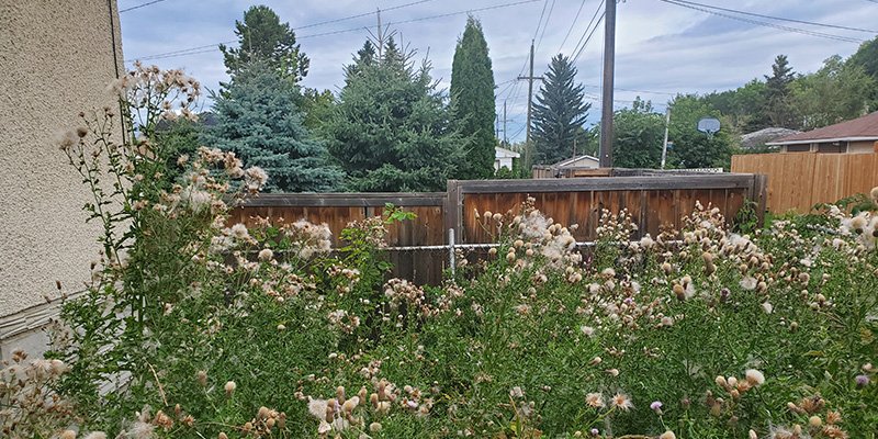 Yard full of weeds