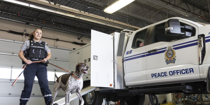 Animal Care and Control Officer