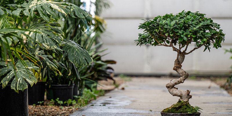 Bonsai & Blooms Display