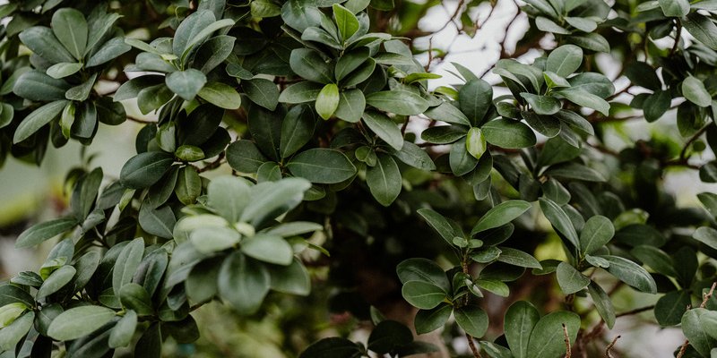 Bonsai & Blooms Display