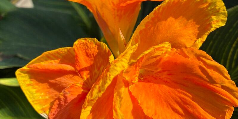 Bonsai & Blooms Display