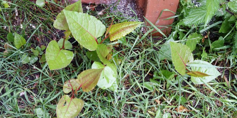 small plants with green teardrop shaped leaves