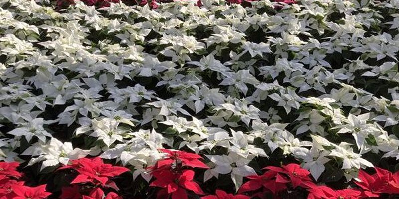 rows of poinsettias