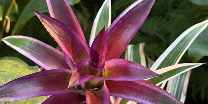 A plant with green leaves which transition to pink/purple further up the stalk.