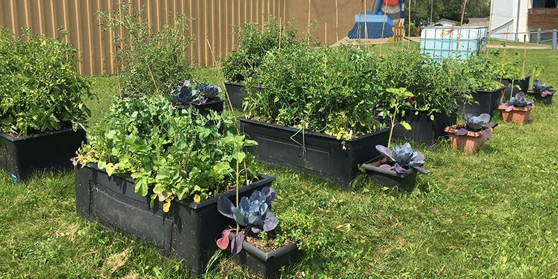 Rows of rectangular community garden boxes filled with vegetation.