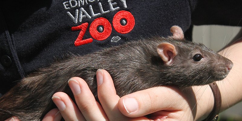Edmonton Valley Zoo worker holding a small animal