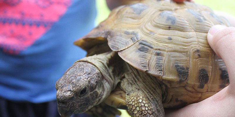 Hands holding a small turtle