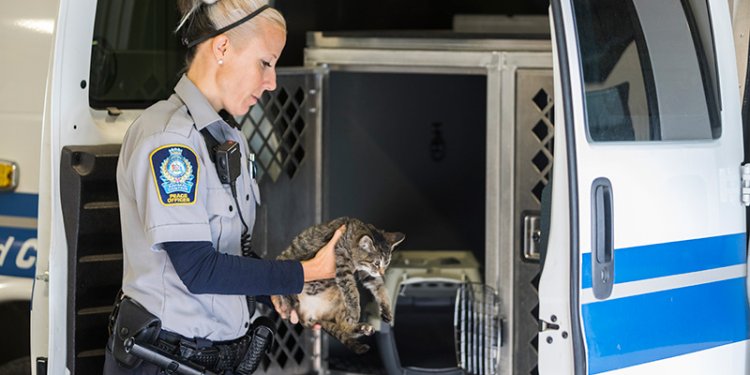 enforcement officer putting kitten in carrier