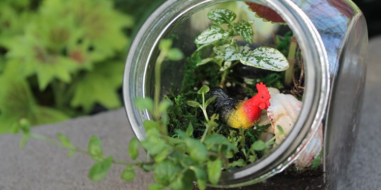 terrarium with plants and toy rooster