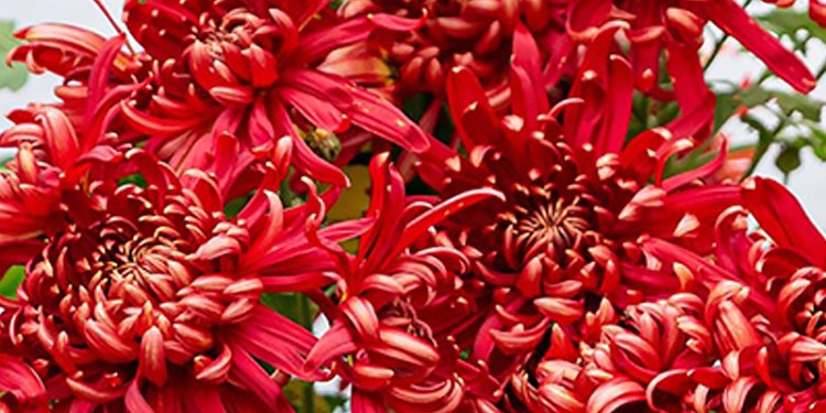 Red flowers