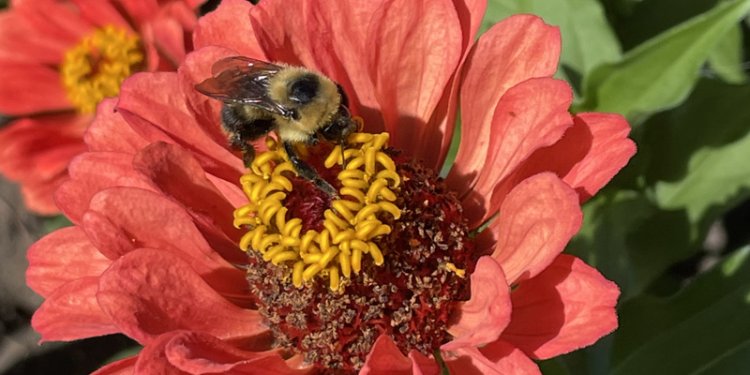 A bee on a red flower.