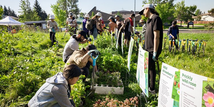 group of persons in park planting seedlings