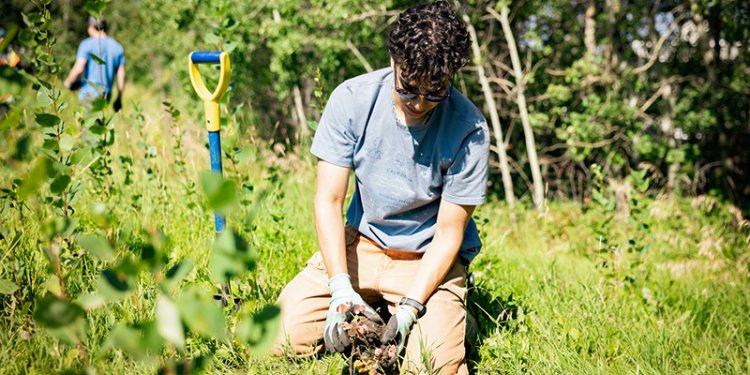 person in park planting tree sapling