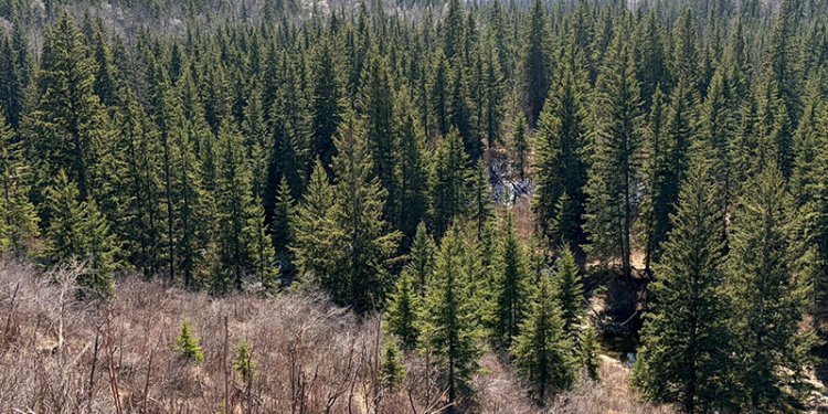 forest area with pine trees