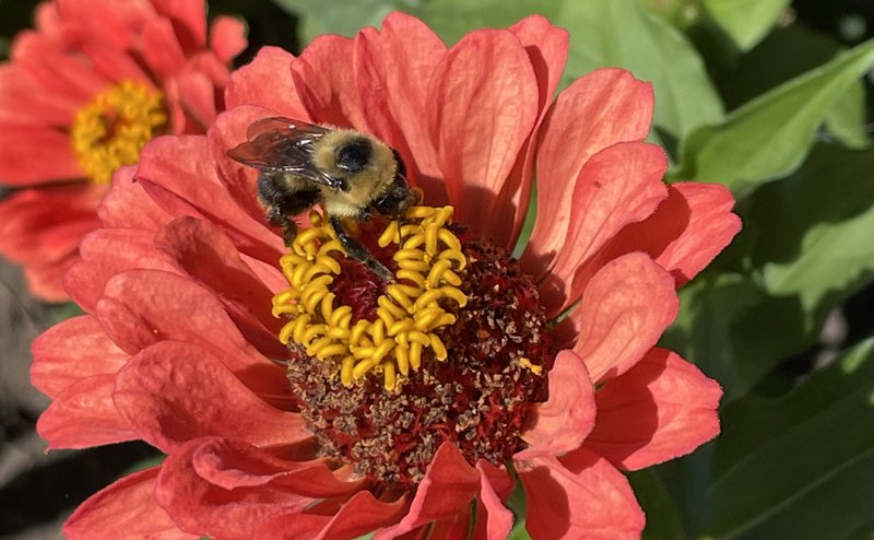 A bee on a red flower.