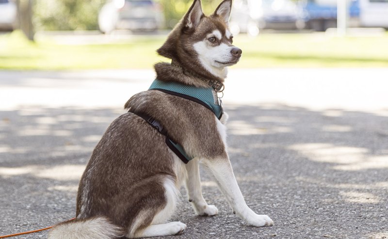 A dog