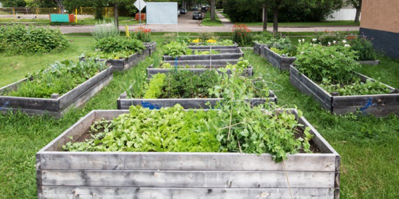 Community League Garden