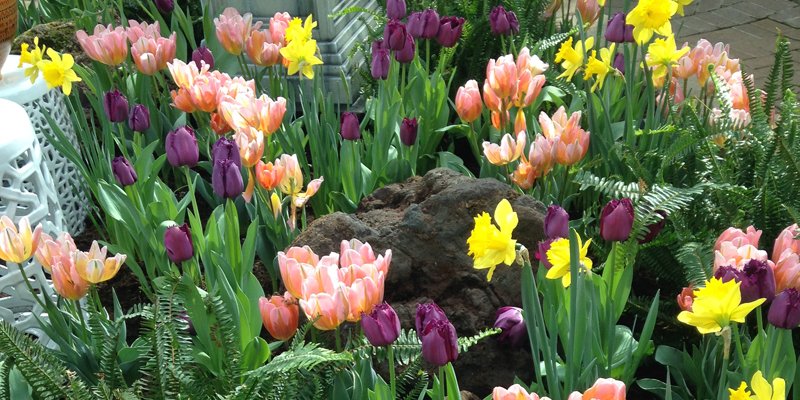 Light pink, dark purple and yellow flowers surrounding a rock.
