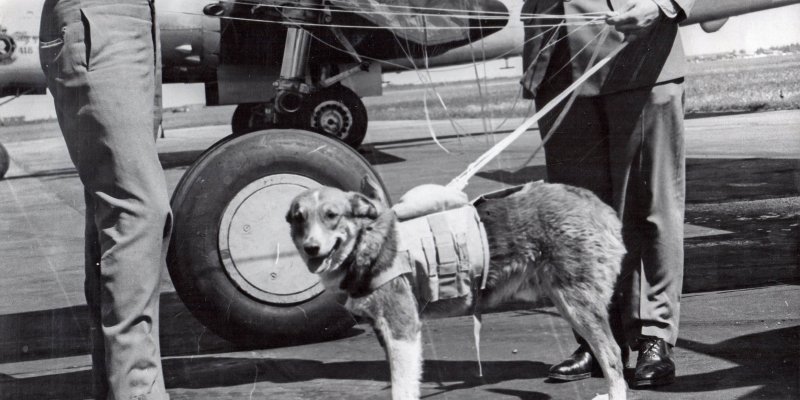 418 Squadron members display Butch, the dog's specially made paraschute