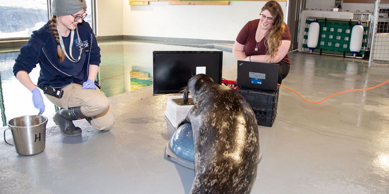 two zoo attendants feeding seal