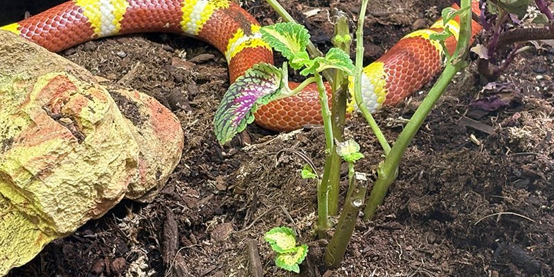 snake in habitat on ground